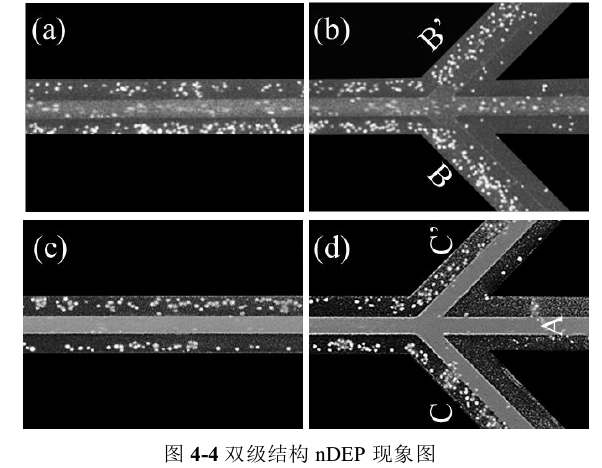 雙級結(jié)構(gòu)nDEP現(xiàn)象圖