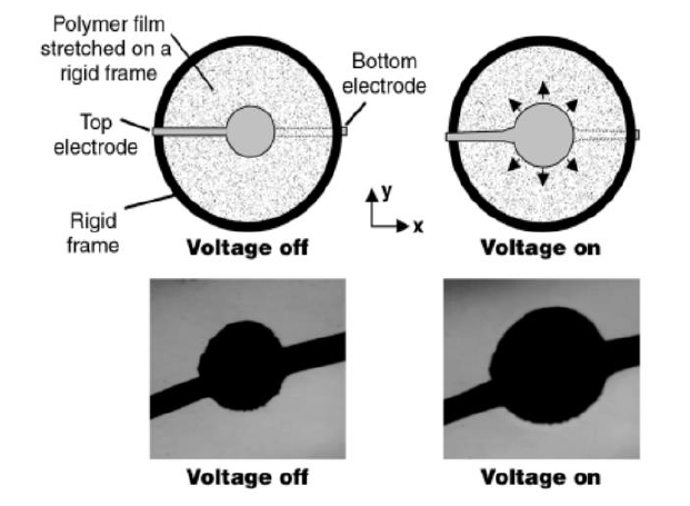 介電彈性體圓形驅動器的電致變形實驗.png