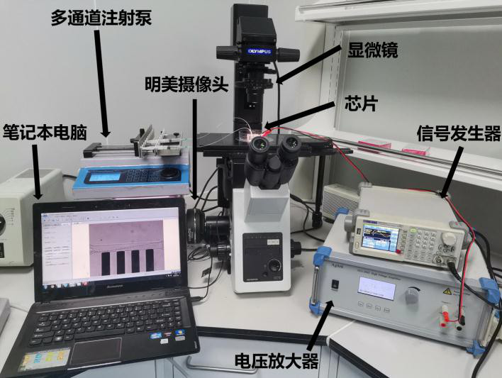 用于介電電泳分離聚苯乙烯微球的實(shí)驗(yàn)平臺(tái)